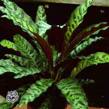 Rattlesnake Plant